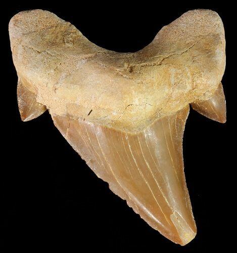 Otodus Shark Tooth Fossil - Eocene #67263
